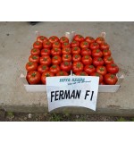 Ferman F1 250s  (Fotografija 4)
