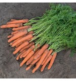 Koriggan F1 100.000s (Fotografija 1)