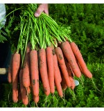 Koriggan F1 100.000s (Fotografija 2)