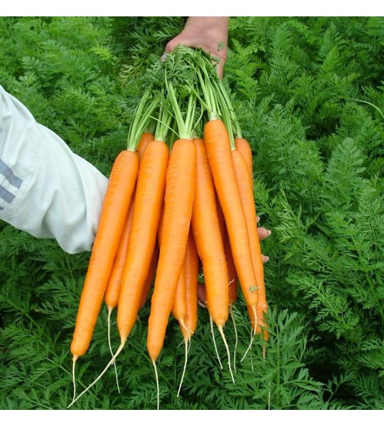 Jerada RZ F1 25.000s